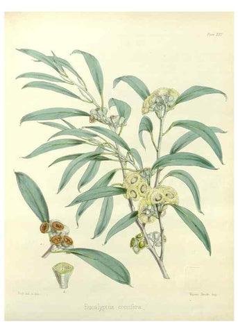 Reproducción/Reproduction 32986269441: The botany of the Antarctic voyage of H.M. discovery ships Erebus and Terror in the Years 1839-1843. London :Reeve Brothers,1844-1860.