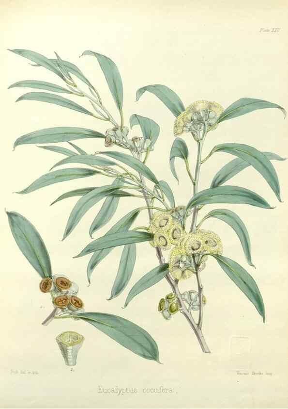 Reproducción/Reproduction 32986269441: The botany of the Antarctic voyage of H.M. discovery ships Erebus and Terror in the Years 1839-1843. London :Reeve Brothers,1844-1860.