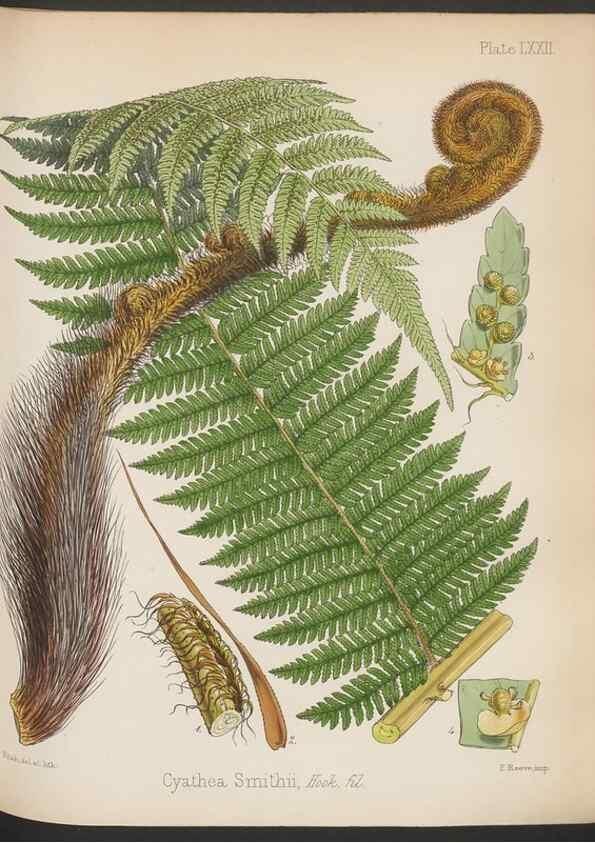 Reproducción/Reproduction 32297258133: The botany of the Antarctic voyage of H.M. discovery ships Erebus and Terror in the Years 1839-1843. London :Reeve Brothers,1844-1860.