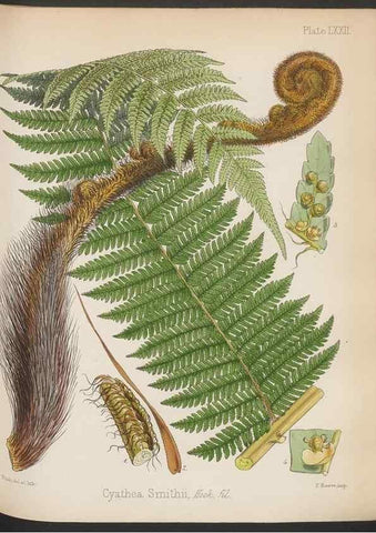 Reproducción/Reproduction 32297258133: The botany of the Antarctic voyage of H.M. discovery ships Erebus and Terror in the Years 1839-1843. London :Reeve Brothers,1844-1860.