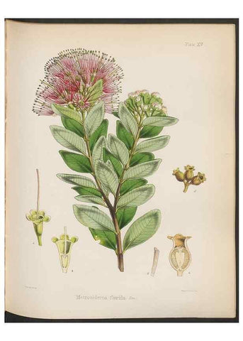 Reproducción/Reproduction 33070987776: The botany of the Antarctic voyage of H.M. discovery ships Erebus and Terror in the Years 1839-1843. London :Reeve Brothers,1844-1860.