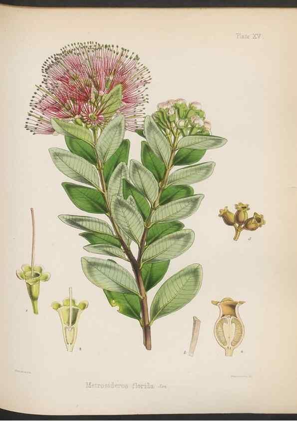 Reproducción/Reproduction 33070987776: The botany of the Antarctic voyage of H.M. discovery ships Erebus and Terror in the Years 1839-1843. London :Reeve Brothers,1844-1860.