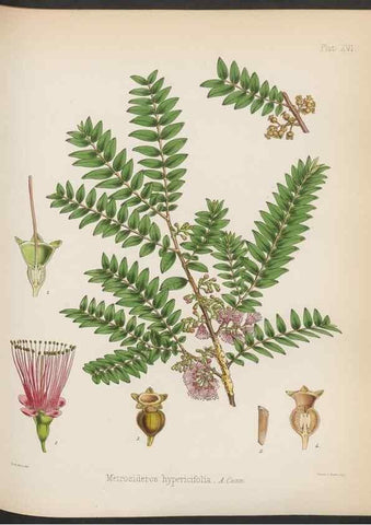 Reproducción/Reproduction 33070989626: The botany of the Antarctic voyage of H.M. discovery ships Erebus and Terror in the Years 1839-1843. London :Reeve Brothers,1844-1860.