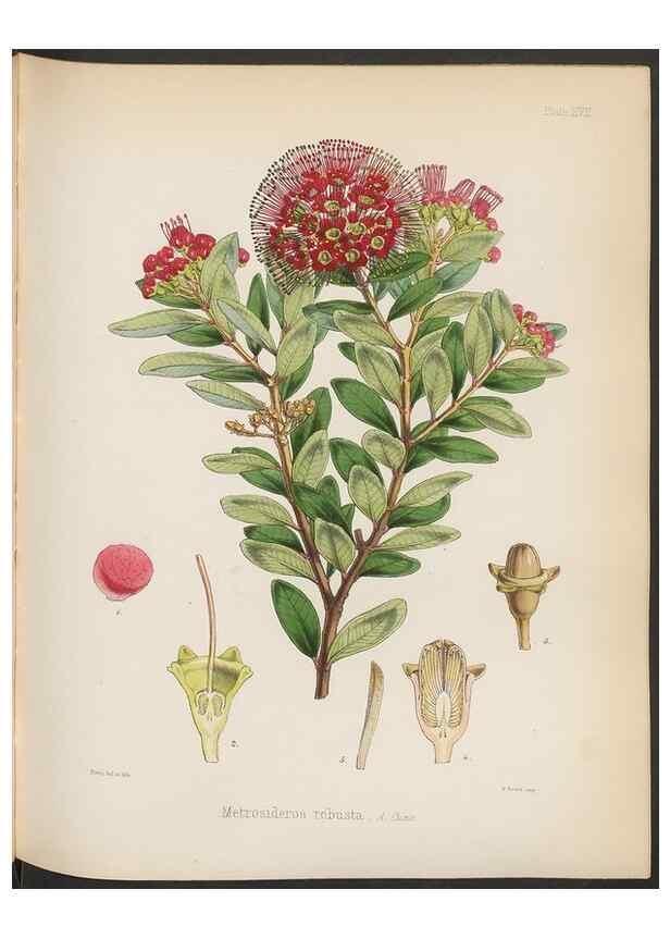 Reproducción/Reproduction 33112634705: The botany of the Antarctic voyage of H.M. discovery ships Erebus and Terror in the Years 1839-1843. London :Reeve Brothers,1844-1860.