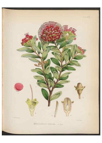 Reproducción/Reproduction 33112634705: The botany of the Antarctic voyage of H.M. discovery ships Erebus and Terror in the Years 1839-1843. London :Reeve Brothers,1844-1860.
