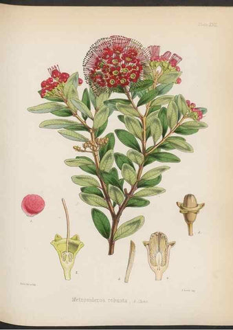 Reproducción/Reproduction 33112634705: The botany of the Antarctic voyage of H.M. discovery ships Erebus and Terror in the Years 1839-1843. London :Reeve Brothers,1844-1860.