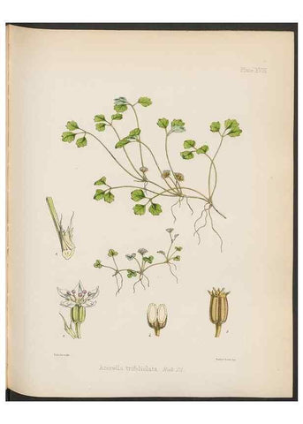 Reproducción/Reproduction 33112635315: The botany of the Antarctic voyage of H.M. discovery ships Erebus and Terror in the Years 1839-1843. London :Reeve Brothers,1844-1860.
