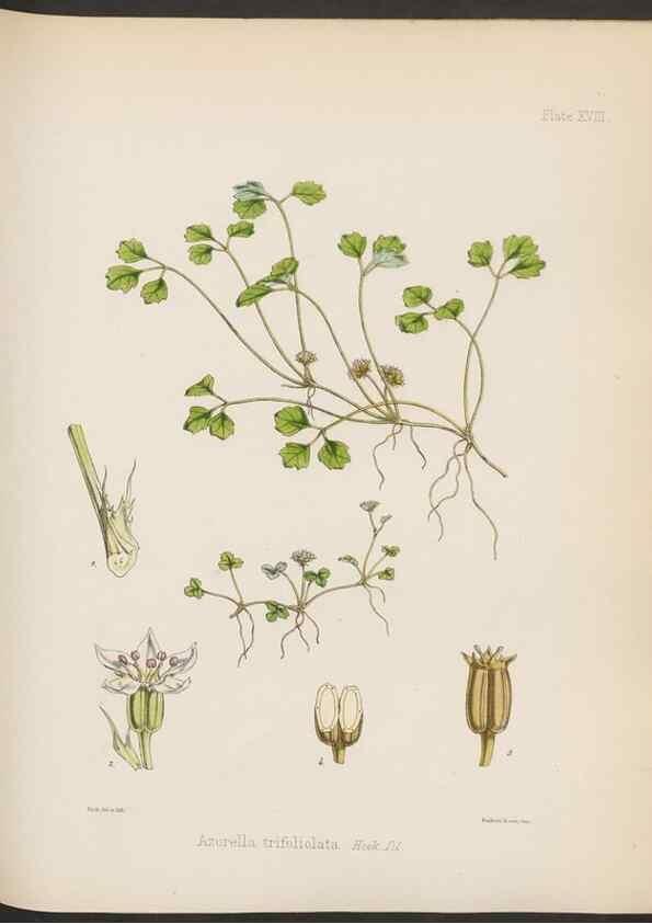 Reproducción/Reproduction 33112635315: The botany of the Antarctic voyage of H.M. discovery ships Erebus and Terror in the Years 1839-1843. London :Reeve Brothers,1844-1860.