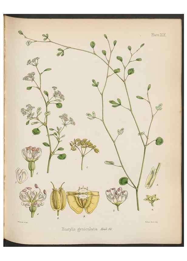 Reproducción/Reproduction 33112635985: The botany of the Antarctic voyage of H.M. discovery ships Erebus and Terror in the Years 1839-1843. London :Reeve Brothers,1844-1860.