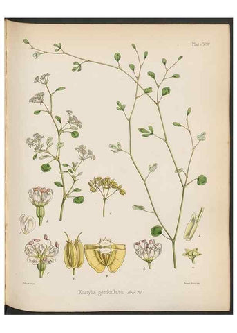 Reproducción/Reproduction 33112635985: The botany of the Antarctic voyage of H.M. discovery ships Erebus and Terror in the Years 1839-1843. London :Reeve Brothers,1844-1860.