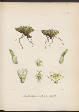 Reproducción/Reproduction 33112637045: The botany of the Antarctic voyage of H.M. discovery ships Erebus and Terror in the Years 1839-1843. London :Reeve Brothers,1844-1860.