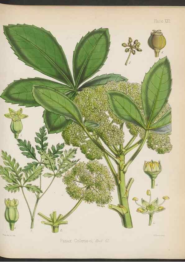 Reproducción/Reproduction 33112637875: The botany of the Antarctic voyage of H.M. discovery ships Erebus and Terror in the Years 1839-1843. London :Reeve Brothers,1844-1860.