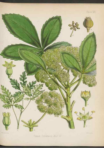 Reproducción/Reproduction 33112637875: The botany of the Antarctic voyage of H.M. discovery ships Erebus and Terror in the Years 1839-1843. London :Reeve Brothers,1844-1860.