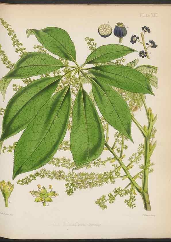 Reproducción/Reproduction 33112639285: The botany of the Antarctic voyage of H.M. discovery ships Erebus and Terror in the Years 1839-1843. London :Reeve Brothers,1844-1860.