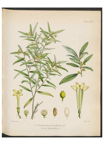 Reproducción/Reproduction 32985832911: The botany of the Antarctic voyage of H.M. discovery ships Erebus and Terror in the Years 1839-1843. London :Reeve Brothers,1844-1860.