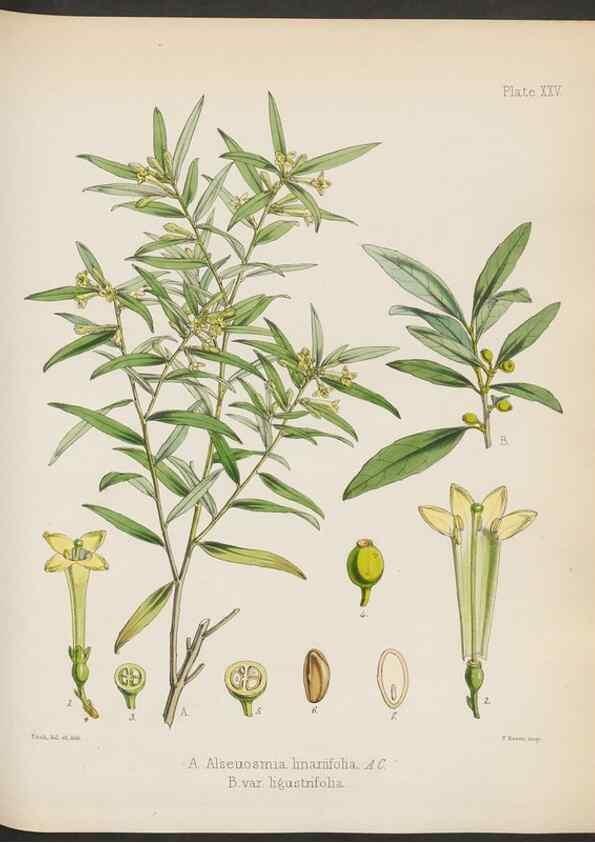Reproducción/Reproduction 32985832911: The botany of the Antarctic voyage of H.M. discovery ships Erebus and Terror in the Years 1839-1843. London :Reeve Brothers,1844-1860.