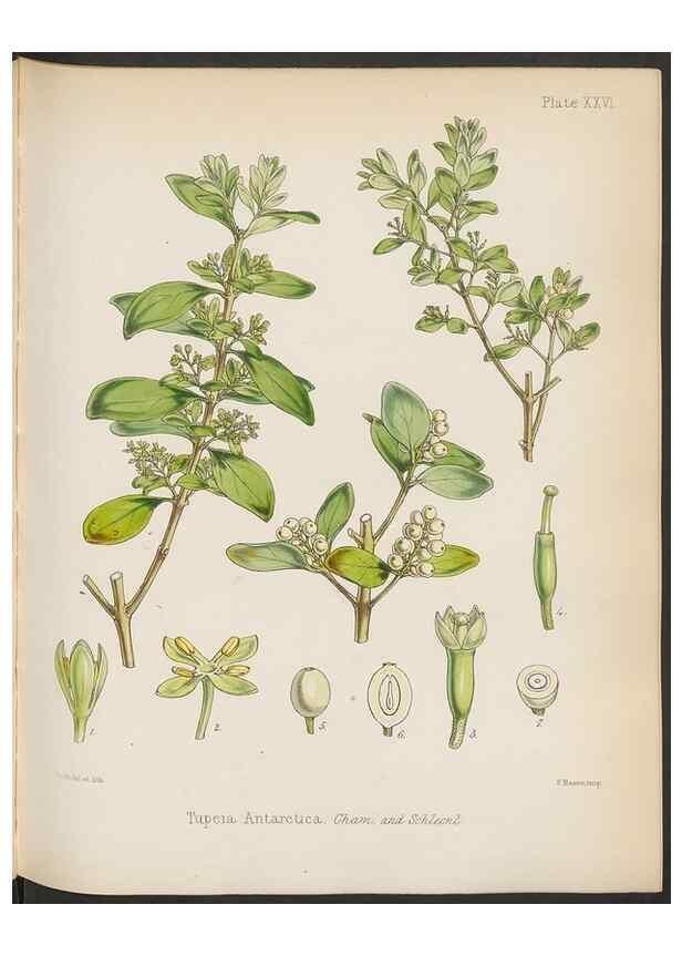 Reproducción/Reproduction 32985834451: The botany of the Antarctic voyage of H.M. discovery ships Erebus and Terror in the Years 1839-1843. London :Reeve Brothers,1844-1860.