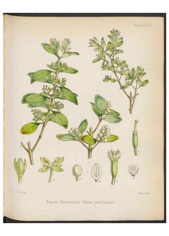 Reproducción/Reproduction 32985834451: The botany of the Antarctic voyage of H.M. discovery ships Erebus and Terror in the Years 1839-1843. London :Reeve Brothers,1844-1860.