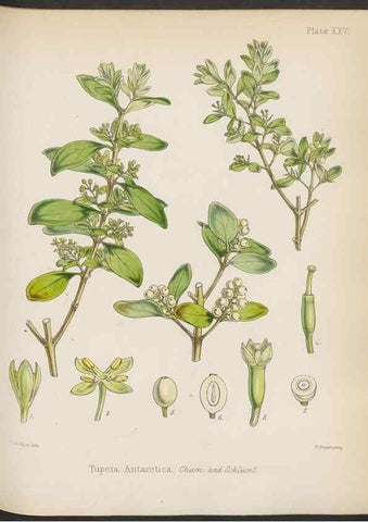 Reproducción/Reproduction 32985834451: The botany of the Antarctic voyage of H.M. discovery ships Erebus and Terror in the Years 1839-1843. London :Reeve Brothers,1844-1860.