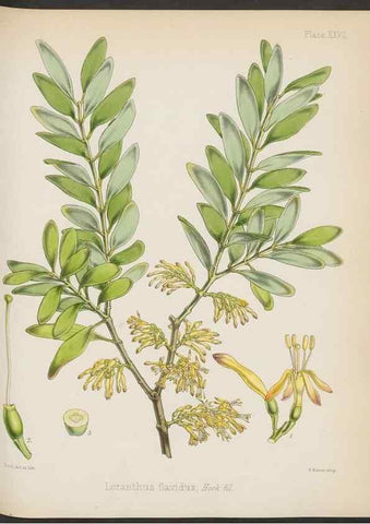 Reproducción/Reproduction 32985836241: The botany of the Antarctic voyage of H.M. discovery ships Erebus and Terror in the Years 1839-1843. London :Reeve Brothers,1844-1860.