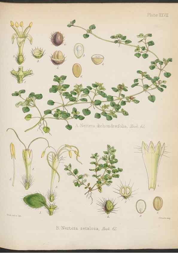 Reproducción/Reproduction 32985838001: The botany of the Antarctic voyage of H.M. discovery ships Erebus and Terror in the Years 1839-1843. London :Reeve Brothers,1844-1860.