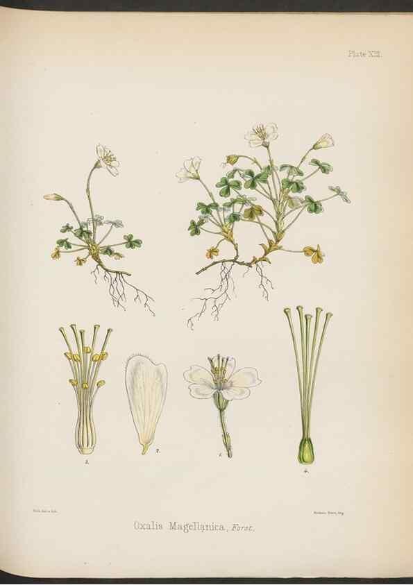 Reproducción/Reproduction 33070983126: The botany of the Antarctic voyage of H.M. discovery ships Erebus and Terror in the Years 1839-1843. London :Reeve Brothers,1844-1860.