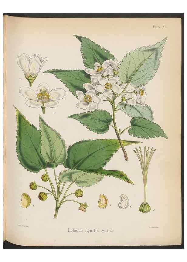 Reproducción/Reproduction 32985813521: The botany of the Antarctic voyage of H.M. discovery ships Erebus and Terror in the Years 1839-1843. London :Reeve Brothers,1844-1860.