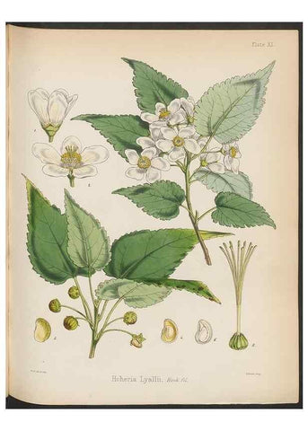 Reproducción/Reproduction 32985813521: The botany of the Antarctic voyage of H.M. discovery ships Erebus and Terror in the Years 1839-1843. London :Reeve Brothers,1844-1860.