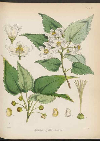 Reproducción/Reproduction 32985813521: The botany of the Antarctic voyage of H.M. discovery ships Erebus and Terror in the Years 1839-1843. London :Reeve Brothers,1844-1860.