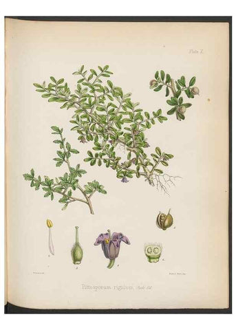Reproducción/Reproduction 33070978936: The botany of the Antarctic voyage of H.M. discovery ships Erebus and Terror in the Years 1839-1843. London :Reeve Brothers,1844-1860.