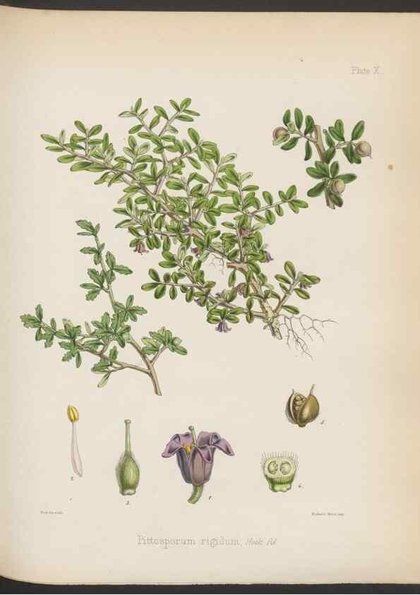 Reproducción/Reproduction 33070978936: The botany of the Antarctic voyage of H.M. discovery ships Erebus and Terror in the Years 1839-1843. London :Reeve Brothers,1844-1860.