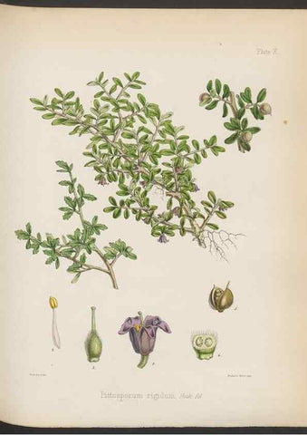 Reproducción/Reproduction 33070978936: The botany of the Antarctic voyage of H.M. discovery ships Erebus and Terror in the Years 1839-1843. London :Reeve Brothers,1844-1860.