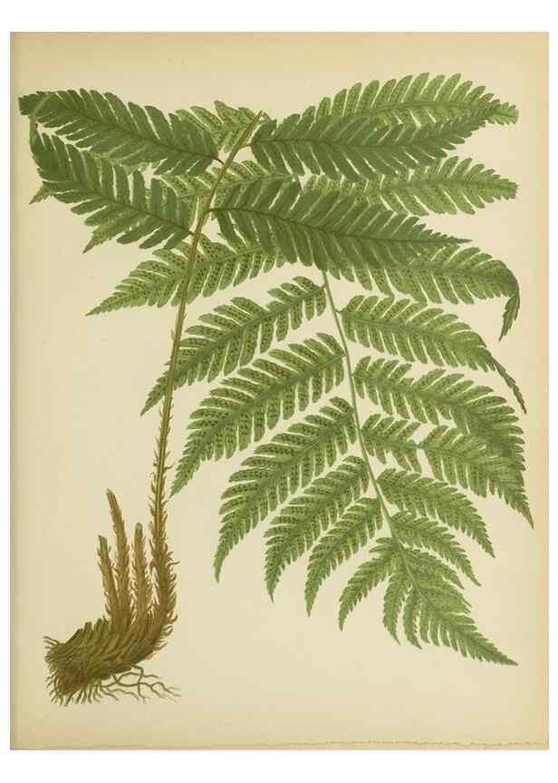 Reproducción/Reproduction 32037093726: Beautiful ferns from original water-color drawings after nature /. Troy, N.Y. :Nims and Knight,1887 [©1885]