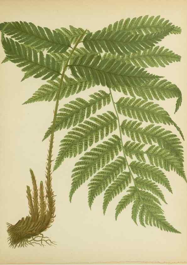 Reproducción/Reproduction 32037093726: Beautiful ferns from original water-color drawings after nature /. Troy, N.Y. :Nims and Knight,1887 [©1885]