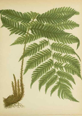 Reproducción/Reproduction 32037093726: Beautiful ferns from original water-color drawings after nature /. Troy, N.Y. :Nims and Knight,1887 [©1885]
