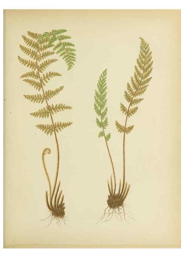 Reproducción/Reproduction 32037095716: Beautiful ferns from original water-color drawings after nature /. Troy, N.Y. :Nims and Knight,1887 [©1885]