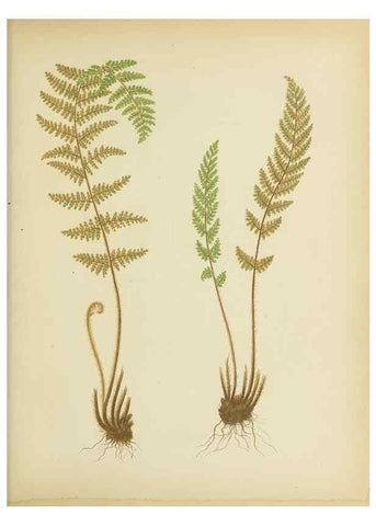 Reproducción/Reproduction 32037095716: Beautiful ferns from original water-color drawings after nature /. Troy, N.Y. :Nims and Knight,1887 [©1885]