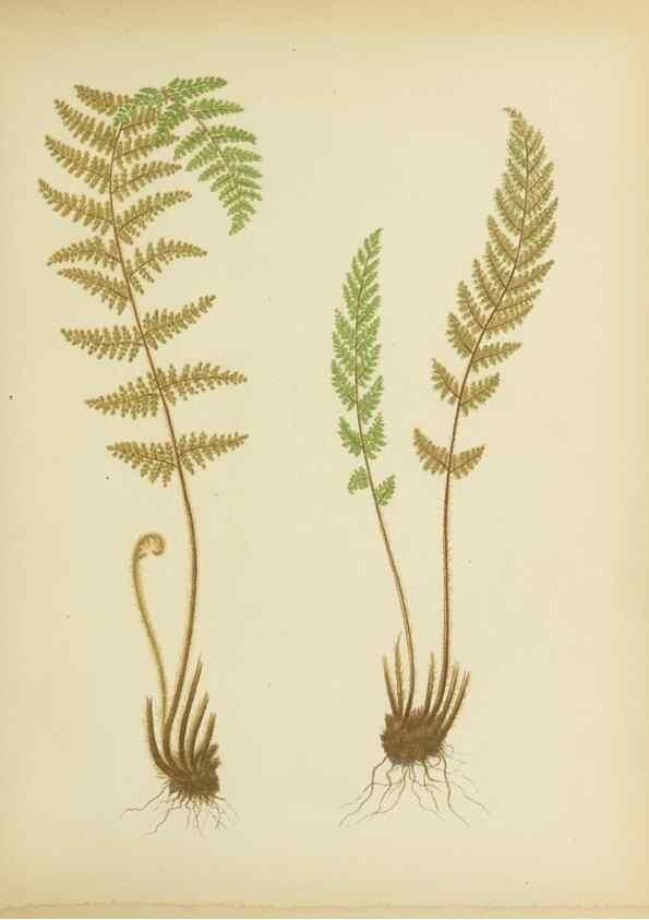 Reproducción/Reproduction 32037095716: Beautiful ferns from original water-color drawings after nature /. Troy, N.Y. :Nims and Knight,1887 [©1885]
