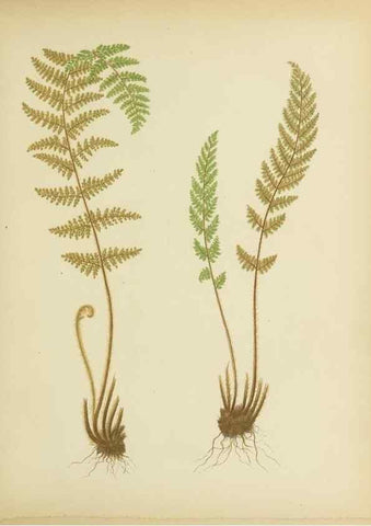 Reproducción/Reproduction 32037095716: Beautiful ferns from original water-color drawings after nature /. Troy, N.Y. :Nims and Knight,1887 [©1885]