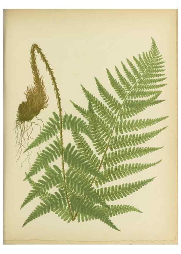 Reproducción/Reproduction 31700726900: Beautiful ferns from original water-color drawings after nature /. Troy, N.Y. :Nims and Knight,1887 [©1885]