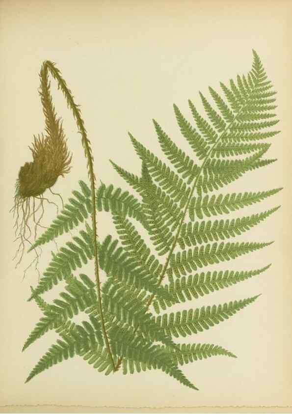 Reproducción/Reproduction 31700726900: Beautiful ferns from original water-color drawings after nature /. Troy, N.Y. :Nims and Knight,1887 [©1885]