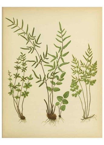 Reproducción/Reproduction 31700728720: Beautiful ferns from original water-color drawings after nature /. Troy, N.Y. :Nims and Knight,1887 [©1885]