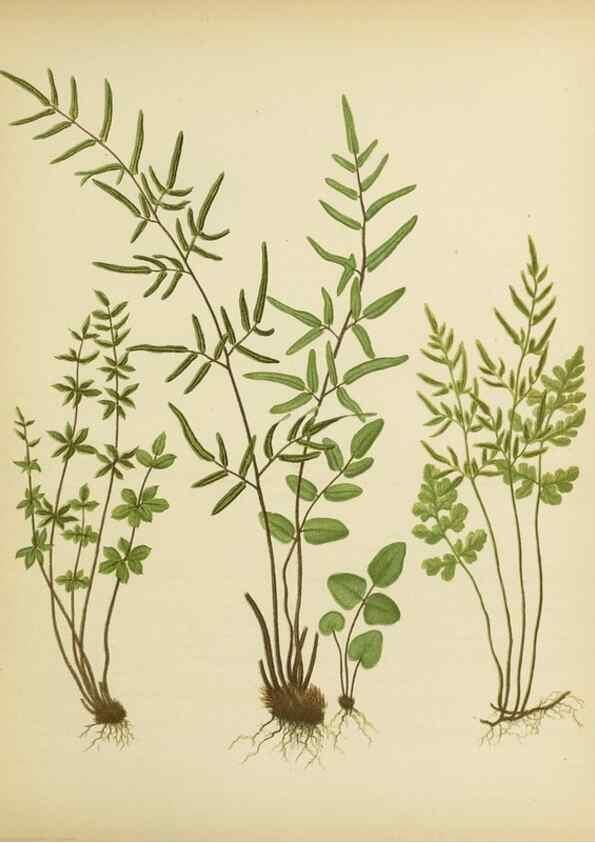 Reproducción/Reproduction 31700728720: Beautiful ferns from original water-color drawings after nature /. Troy, N.Y. :Nims and Knight,1887 [©1885]