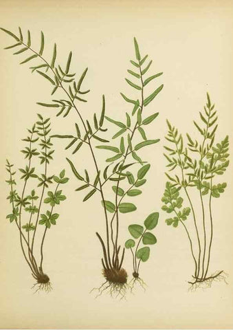 Reproducción/Reproduction 31700728720: Beautiful ferns from original water-color drawings after nature /. Troy, N.Y. :Nims and Knight,1887 [©1885]