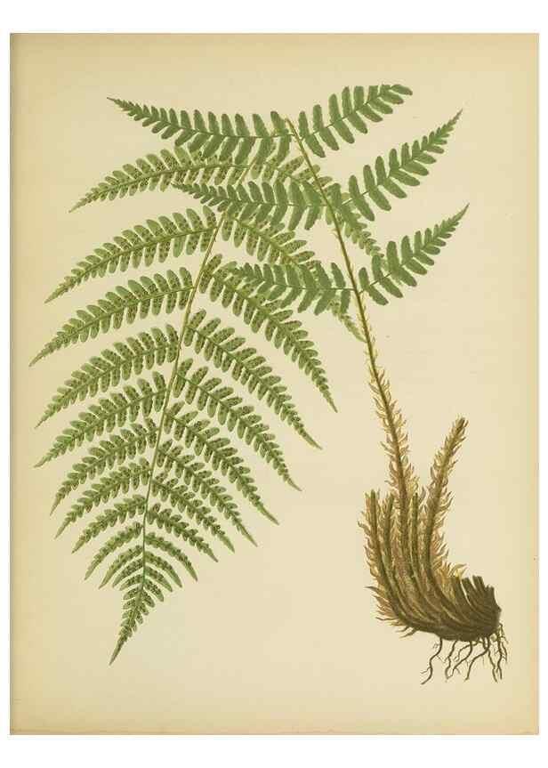 Reproducción/Reproduction 31700731470: Beautiful ferns from original water-color drawings after nature /. Troy, N.Y. :Nims and Knight,1887 [©1885]