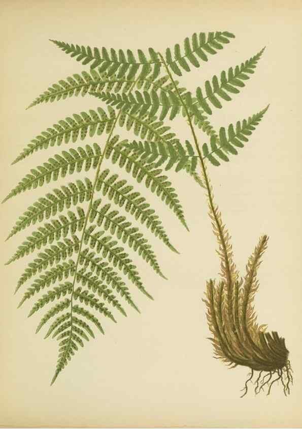 Reproducción/Reproduction 31700731470: Beautiful ferns from original water-color drawings after nature /. Troy, N.Y. :Nims and Knight,1887 [©1885]