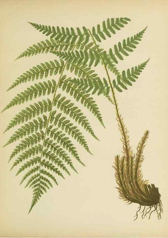 Reproducción/Reproduction 31700731470: Beautiful ferns from original water-color drawings after nature /. Troy, N.Y. :Nims and Knight,1887 [©1885]