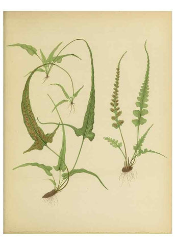 Reproducción/Reproduction 31234769264: Beautiful ferns from original water-color drawings after nature /. Troy, N.Y. :Nims and Knight,1887 [©1885]