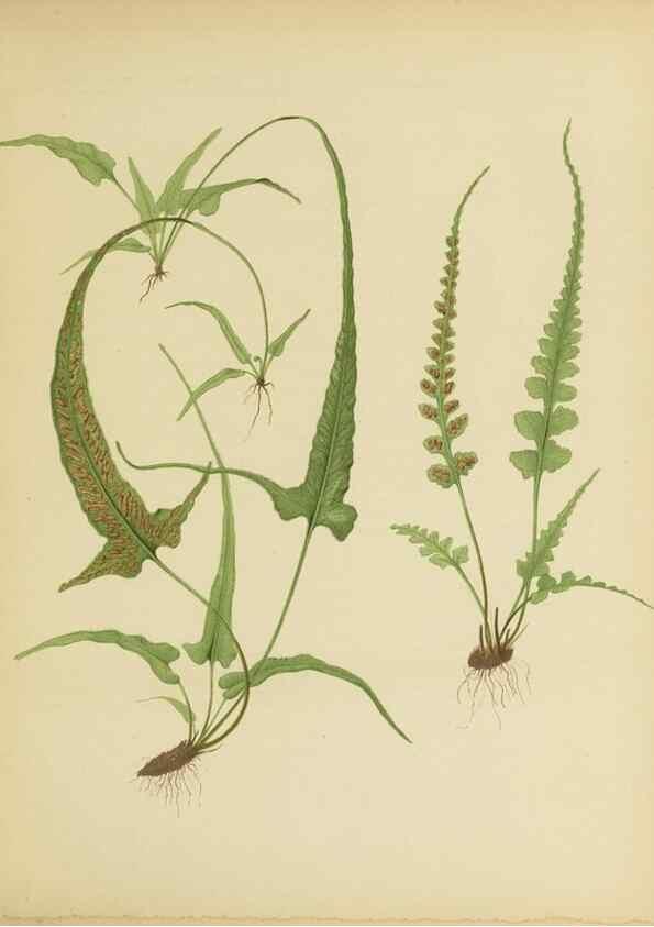 Reproducción/Reproduction 31234769264: Beautiful ferns from original water-color drawings after nature /. Troy, N.Y. :Nims and Knight,1887 [©1885]