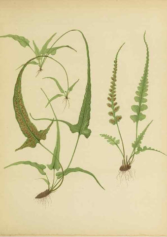 Reproducción/Reproduction 31234769264: Beautiful ferns from original water-color drawings after nature /. Troy, N.Y. :Nims and Knight,1887 [©1885]